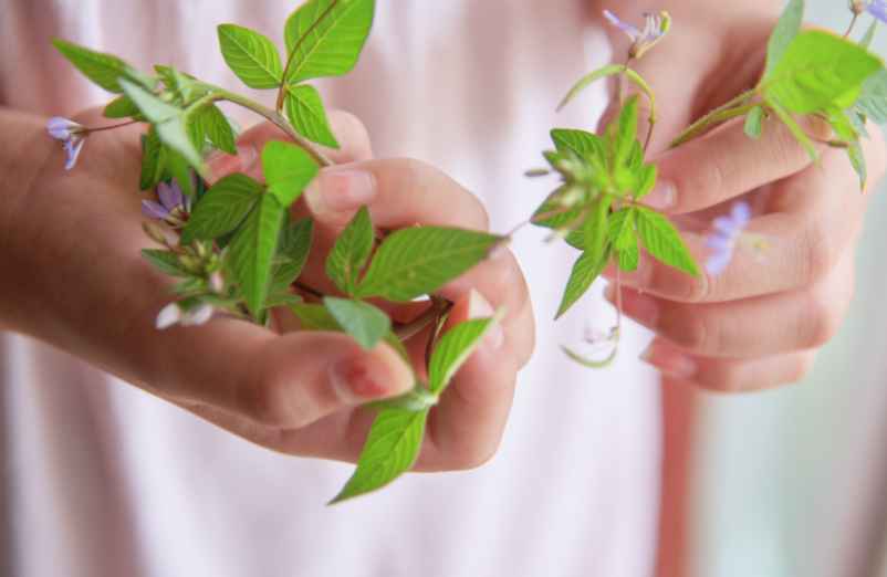 Autres aliments et plantes à intégrer au quotidien-Kiné-Service Autres aliments et plantes à intégrer au quotidien-Kiné-Service
