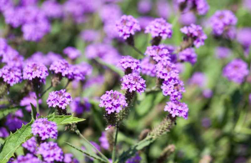 La verveine comme alliée pour le sommeil et contre le stress-Kiné-Service La verveine comme alliée pour le sommeil et contre le stress-Kiné-Service